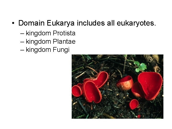• Domain Eukarya includes all eukaryotes. – kingdom Protista – kingdom Plantae – • Domain Eukarya includes all eukaryotes. – kingdom Protista – kingdom Plantae –