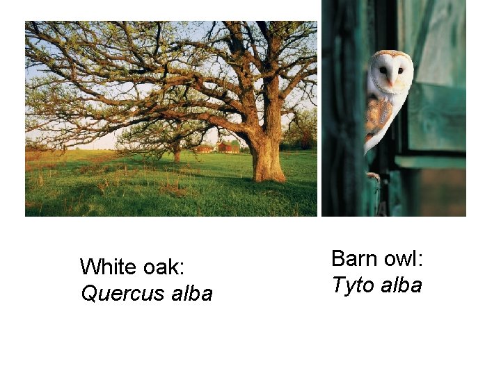 White oak: Quercus alba Barn owl: Tyto alba 