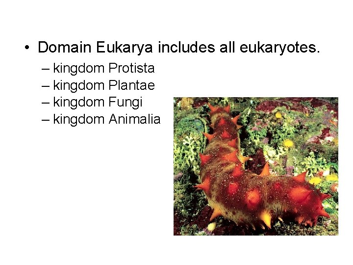  • Domain Eukarya includes all eukaryotes. – kingdom Protista – kingdom Plantae –