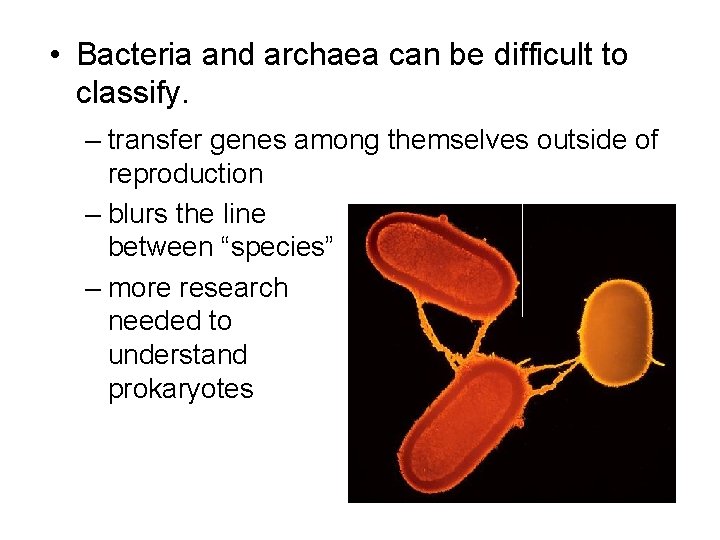  • Bacteria and archaea can be difficult to classify. – transfer genes among