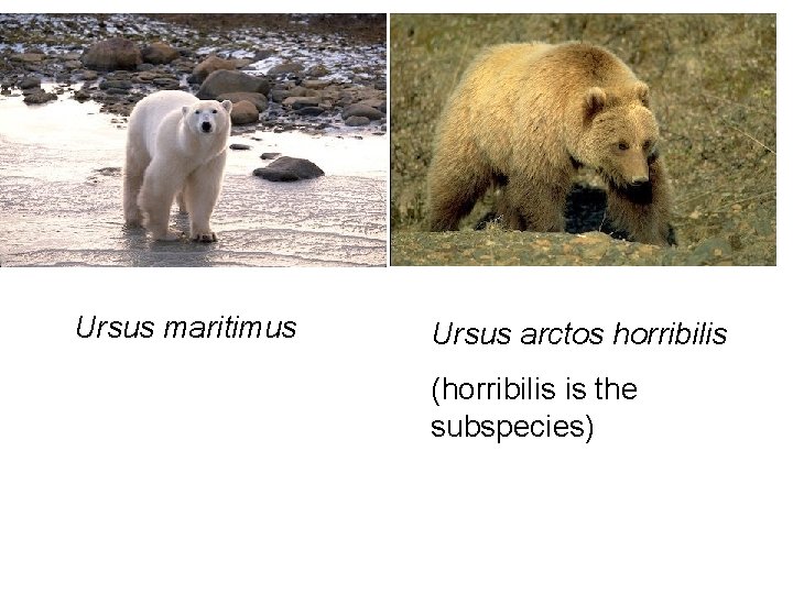  • Ursus maritimus Ursus arctos horribilis (horribilis is the subspecies) 