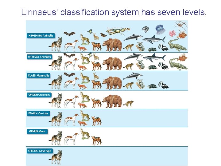 Linnaeus’ classification system has seven levels. 