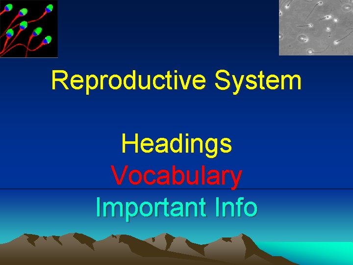 Reproductive System Headings Vocabulary Important Info 