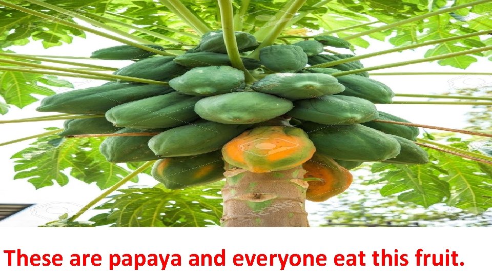 These are papaya and everyone eat this fruit. 
