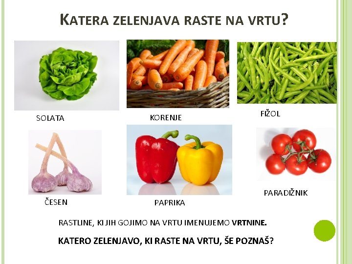 KATERA ZELENJAVA RASTE NA VRTU? SOLATA ČESEN KORENJE PAPRIKA FIŽOL PARADIŽNIK RASTLINE, KI JIH