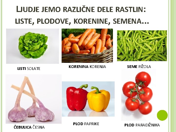 LJUDJE JEMO RAZLIČNE DELE RASTLIN: LISTE, PLODOVE, KORENINE, SEMENA. . . LISTI SOLATE ČEBULICA