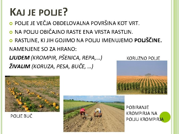 KAJ JE POLJE? POLJE JE VEČJA OBDELOVALNA POVRŠINA KOT VRT. NA POLJU OBIČAJNO RASTE