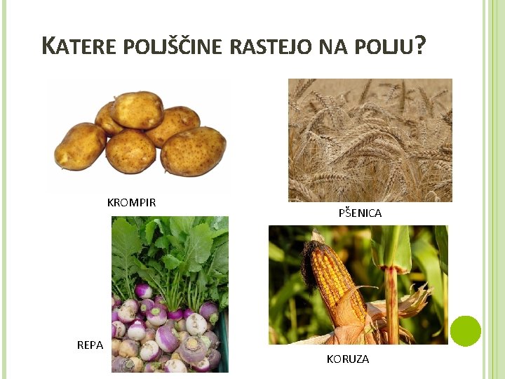 KATERE POLJŠČINE RASTEJO NA POLJU? KROMPIR REPA PŠENICA KORUZA 