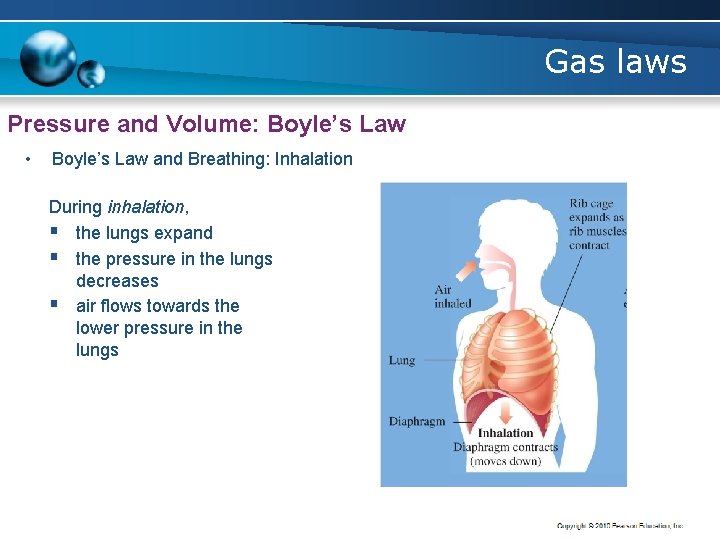 Gas laws Pressure and Volume: Boyle’s Law • Boyle’s Law and Breathing: Inhalation During