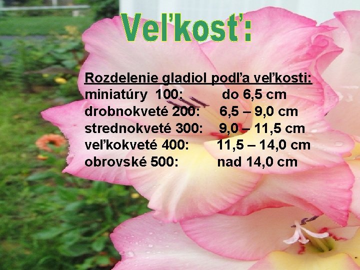 Rozdelenie gladiol podľa veľkosti: miniatúry 100: do 6, 5 cm drobnokveté 200: 6, 5