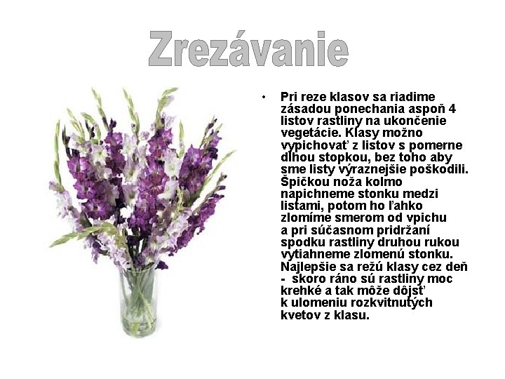  • Pri reze klasov sa riadime zásadou ponechania aspoň 4 listov rastliny na