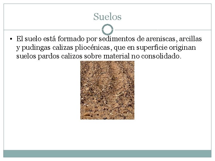 Suelos • El suelo está formado por sedimentos de areniscas, arcillas y pudingas calizas