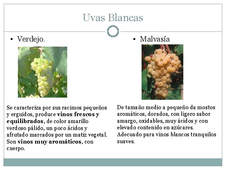 Uvas Blancas • Verdejo. Se caracteriza por sus racimos pequeños y erguidos, produce vinos