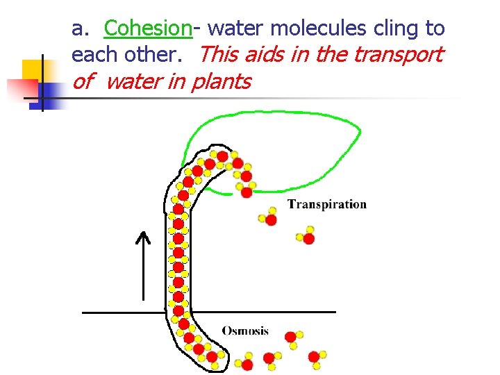 a. Cohesion- water molecules cling to each other. This aids in the transport of