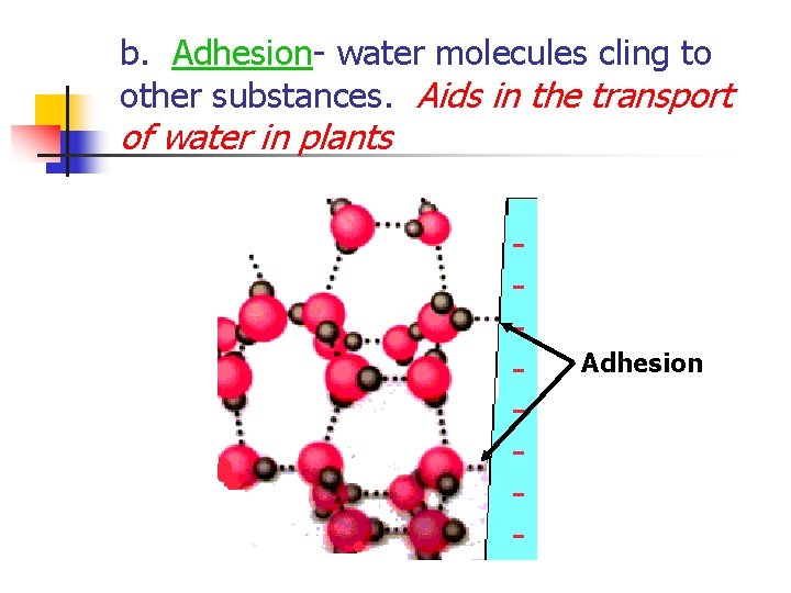 b. Adhesion- water molecules cling to other substances. Aids in the transport of water