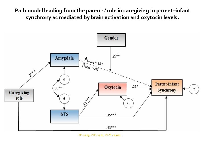 Path model leading from the parents' role in caregiving to parent–infant synchrony as mediated