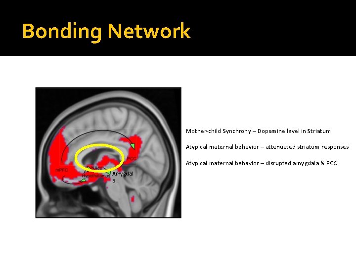 Bonding Network Mother-child Synchrony – Dopamine level in Striatum Atypical maternal behavior – attenuated