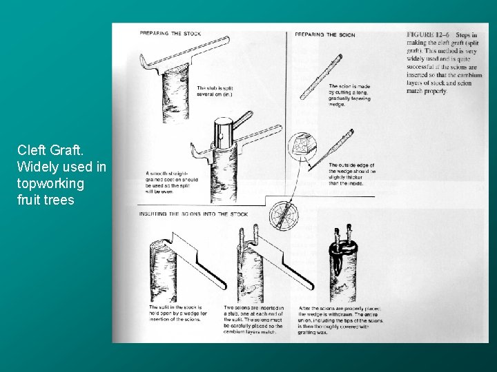 Cleft Graft. Widely used in topworking fruit trees 