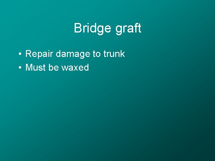 Bridge graft • Repair damage to trunk • Must be waxed 