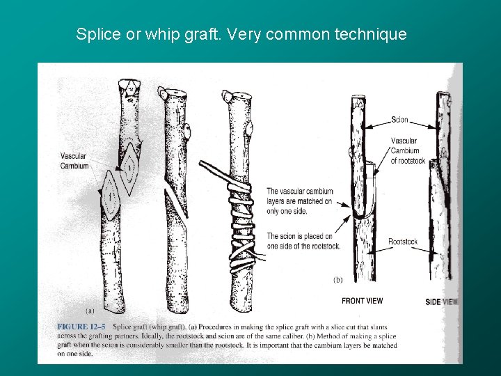 Splice or whip graft. Very common technique 