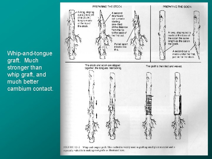 Whip-and-tongue graft. Much stronger than whip graft, and much better cambium contact. 