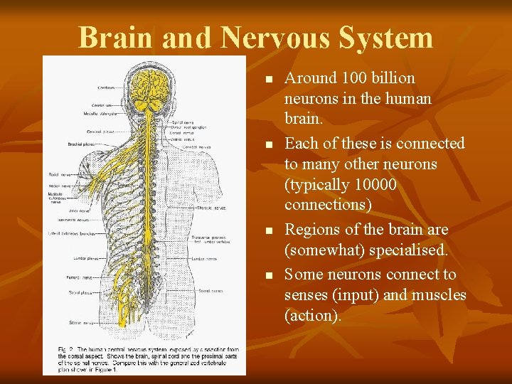 Brain and Nervous System n n Around 100 billion neurons in the human brain.