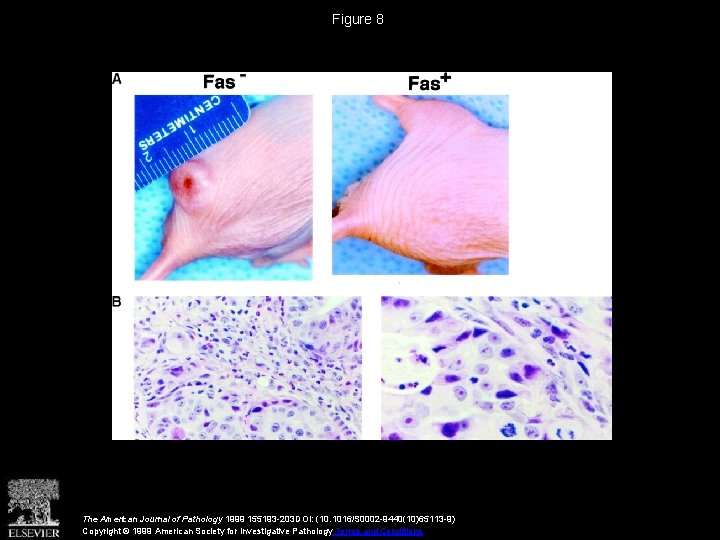 Figure 8 The American Journal of Pathology 1999 155193 -203 DOI: (10. 1016/S 0002