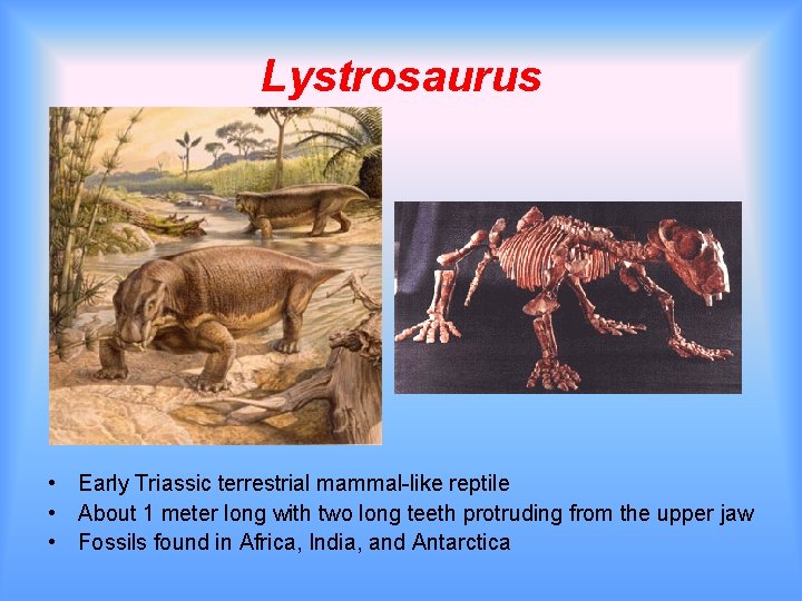 Lystrosaurus • Early Triassic terrestrial mammal-like reptile • About 1 meter long with two