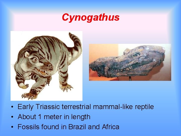 Cynogathus • Early Triassic terrestrial mammal-like reptile • About 1 meter in length •