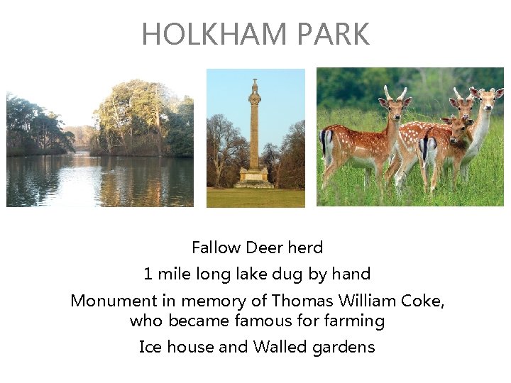 HOLKHAM PARK Fallow Deer herd 1 mile long lake dug by hand Monument in