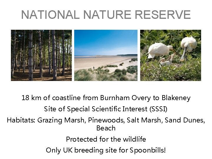 NATIONAL NATURE RESERVE 18 km of coastline from Burnham Overy to Blakeney Site of