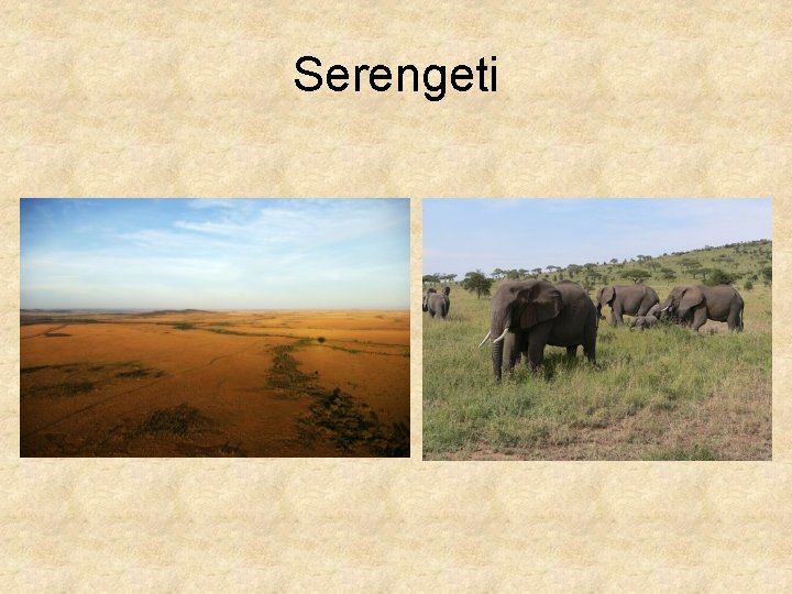 Serengeti 