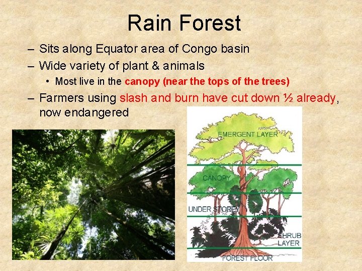 Rain Forest – Sits along Equator area of Congo basin – Wide variety of