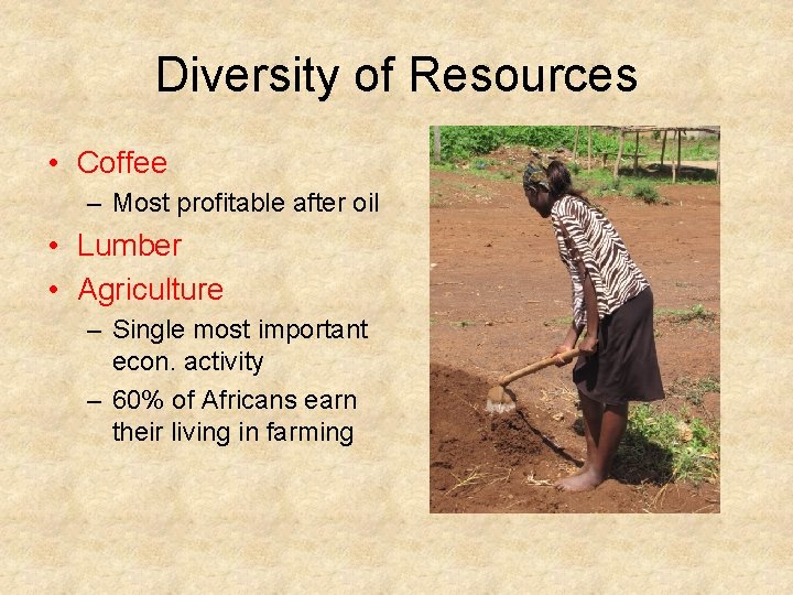 Diversity of Resources • Coffee – Most profitable after oil • Lumber • Agriculture