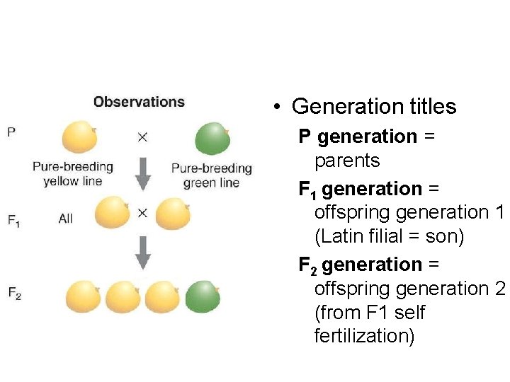  • Generation titles P generation = parents F 1 generation = offspring generation