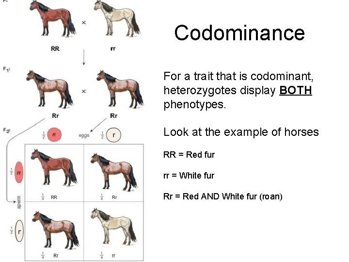 Codominance For a trait that is codominant, heterozygotes display BOTH phenotypes. Look at the