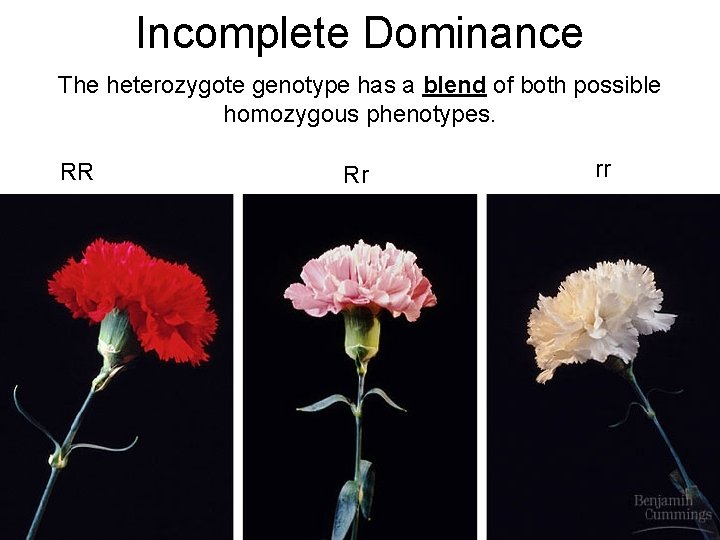 Incomplete Dominance The heterozygote genotype has a blend of both possible homozygous phenotypes. RR