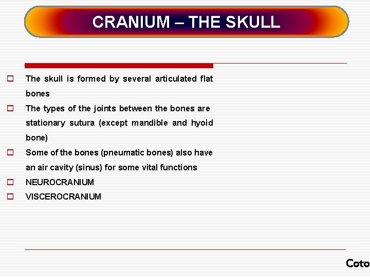 CRANIUM – THE SKULL o The skull is formed by several articulated flat bones