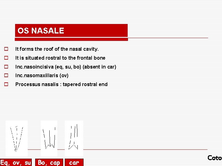 OS NASALE o It forms the roof of the nasal cavity. o It is