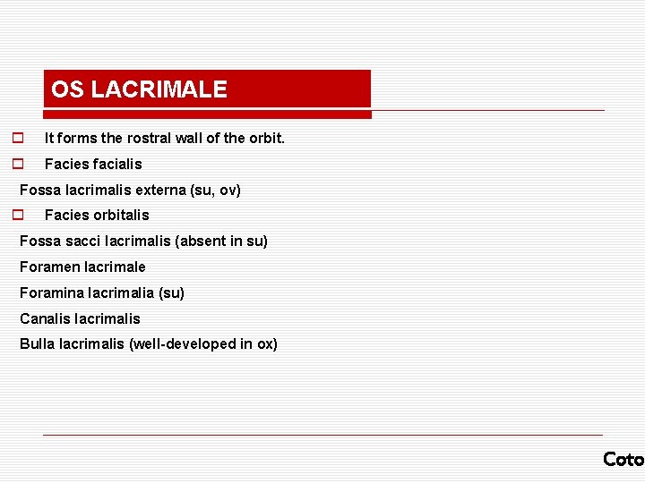 OS LACRIMALE o It forms the rostral wall of the orbit. o Facies facialis