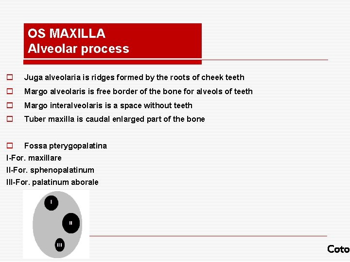 OS MAXILLA Alveolar process o Juga alveolaria is ridges formed by the roots of