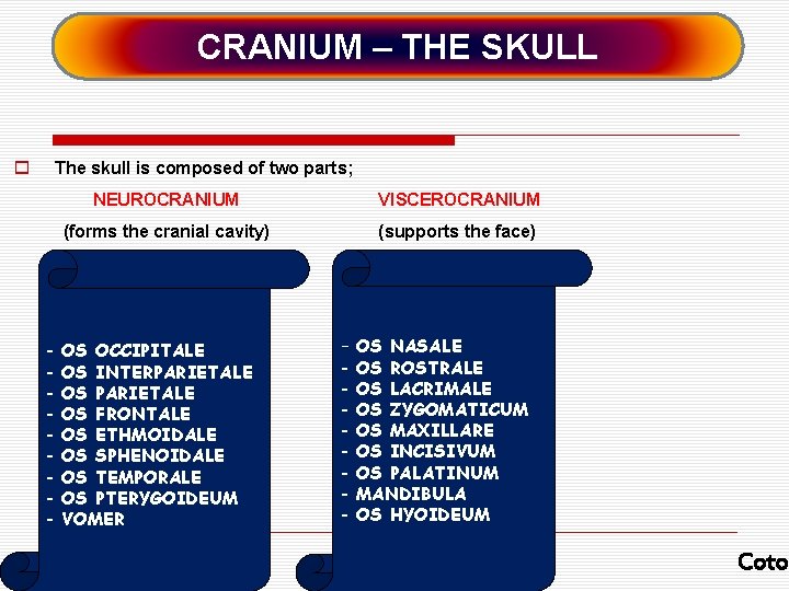 CRANIUM – THE SKULL o The skull is composed of two parts; - NEUROCRANIUM