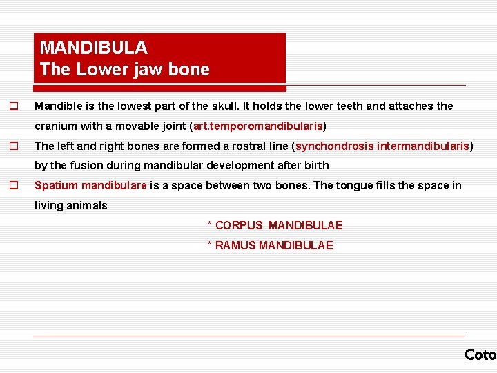 MANDIBULA The Lower jaw bone o Mandible is the lowest part of the skull.