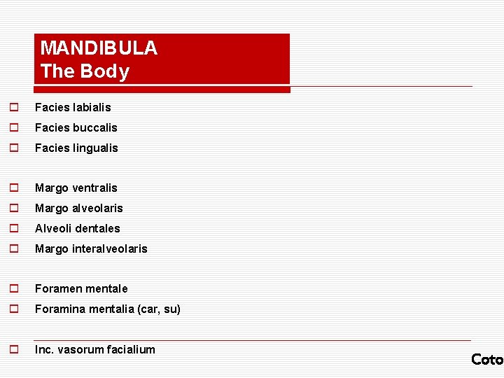 MANDIBULA The Body o Facies labialis o Facies buccalis o Facies lingualis o Margo