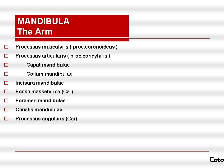 MANDIBULA The Arm o Processus muscularis ( proc. coronoideus ) o Processus articularis (