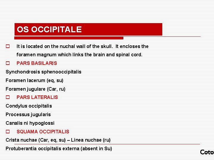 OS OCCIPITALE o It is located on the nuchal wall of the skull. It