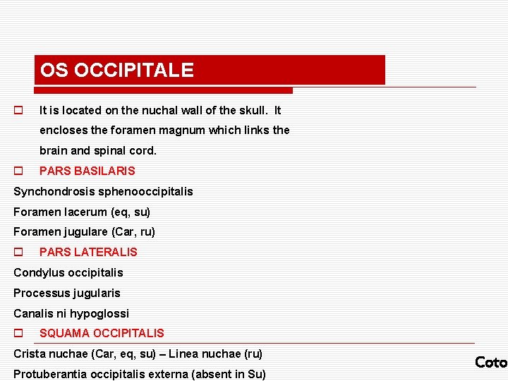 OS OCCIPITALE o It is located on the nuchal wall of the skull. It