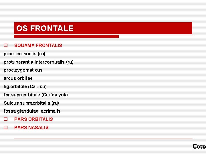 OS FRONTALE o SQUAMA FRONTALIS proc. cornualis (ru) protuberantia intercornualis (ru) proc. zygomaticus arcus