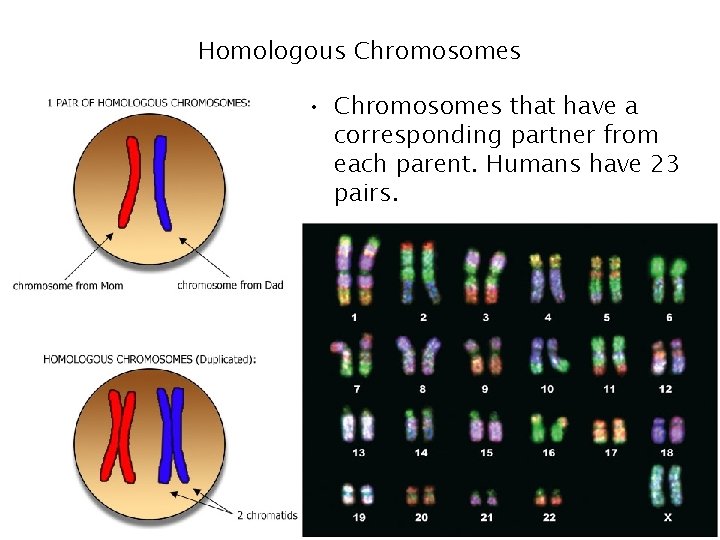 Homologous Chromosomes • Chromosomes that have a corresponding partner from each parent. Humans have Homologous Chromosomes • Chromosomes that have a corresponding partner from each parent. Humans have
