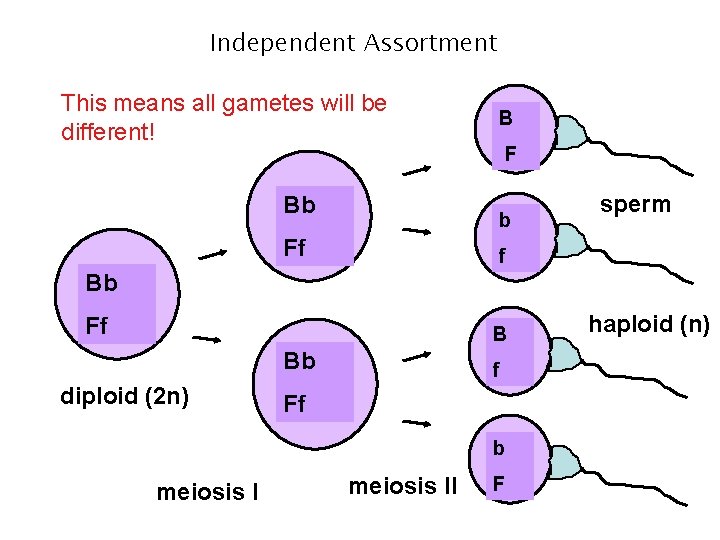 Independent Assortment This means all gametes will be different! B B F Bb B Independent Assortment This means all gametes will be different! B B F Bb B
